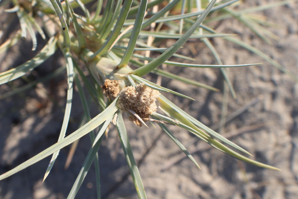 Spinifex littoreus (Burm.f.) Merr.